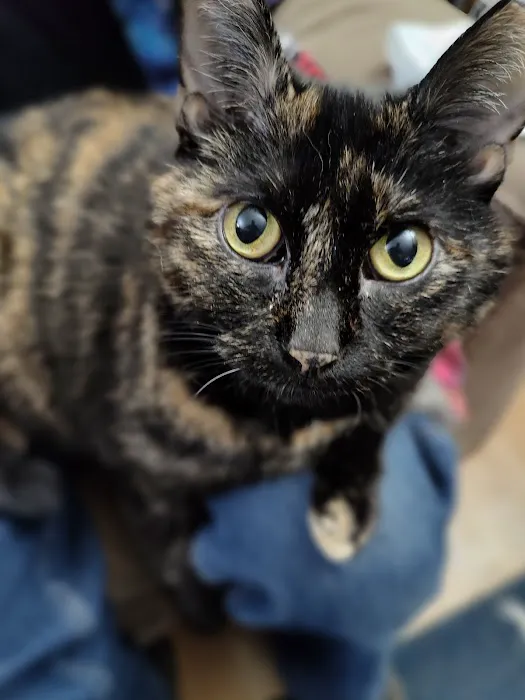 Harvard Family Pet Clinic 1