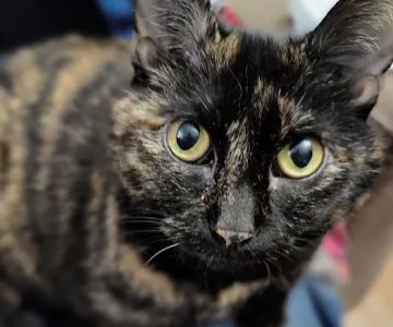 Harvard Family Pet Clinic