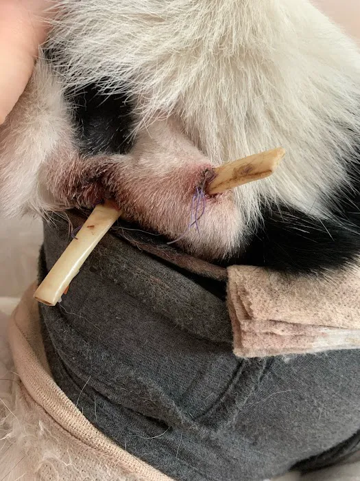 Harvard Family Pet Clinic 2