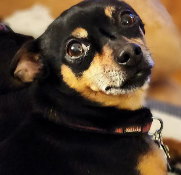 Townsend Veterinary Hospital 6