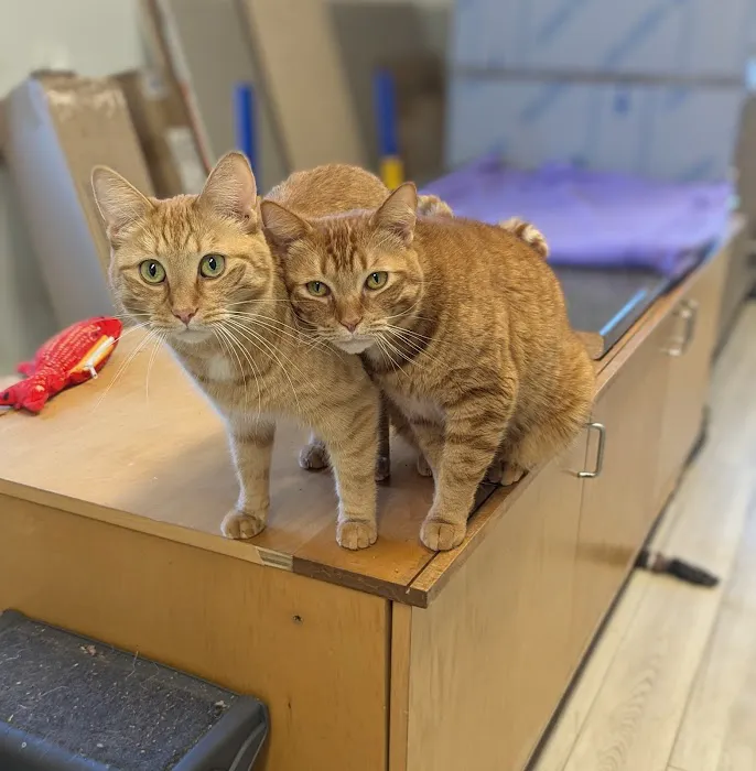 Best Friends Veterinary Hospital 9