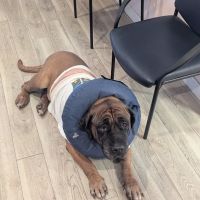 Best Friends Veterinary Hospital ico