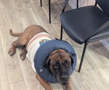 Best Friends Veterinary Hospital