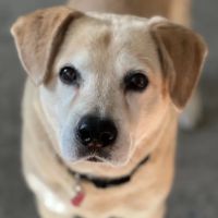Healing Hands Veterinary Services, Llc ico