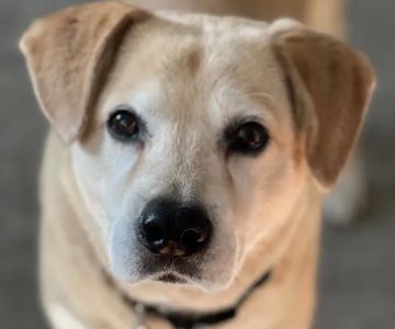 Healing Hands Veterinary Services, Llc