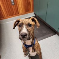 Cheshire Animal Hospital ico
