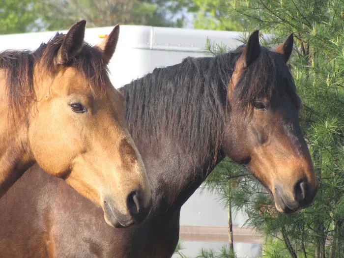 Kokal Farm Veterinary Services - Equine Dentistry, Equine Chiropractic and Lameness Services 1