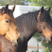 Kokal Farm Veterinary Services - Equine Dentistry, Equine Chiropractic and Lameness Services ico