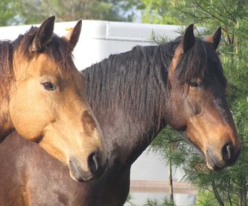Kokal Farm Veterinary Services - Equine Dentistry, Equine Chiropractic and Lameness Services