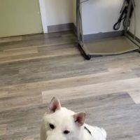 Family Friends Veterinary Hospital ico