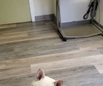 Family Friends Veterinary Hospital
