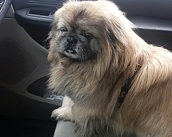 Family Friends Veterinary Hospital 6