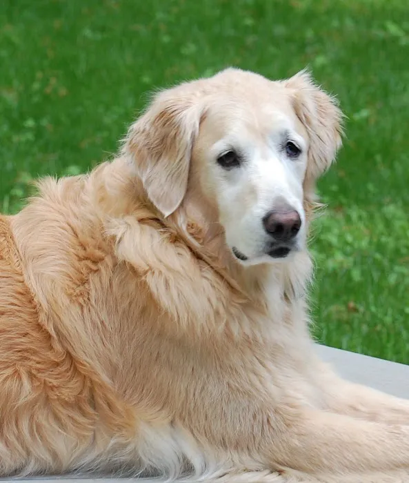 Apple Country Animal Hospital 1