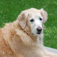 Apple Country Animal Hospital ico