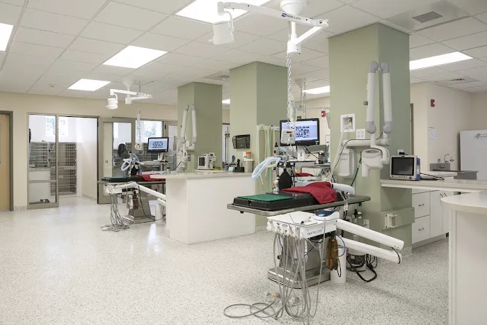 Veterinary Dental Services, LLC 4