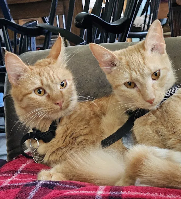 Arlington Animal Hospital 4