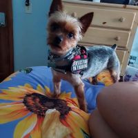 Mount Anthony Veterinary Hospital ico
