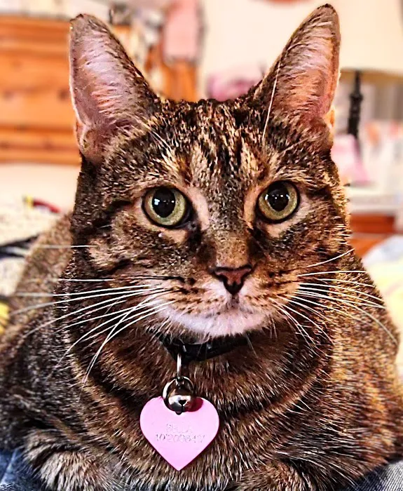 Cumberland Animal Hospital 10