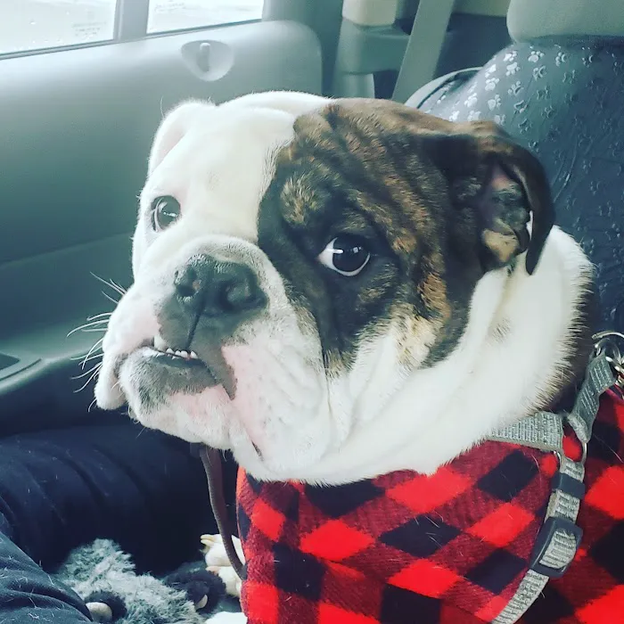 Cumberland Animal Hospital 8
