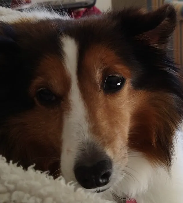 Cumberland Animal Hospital 4