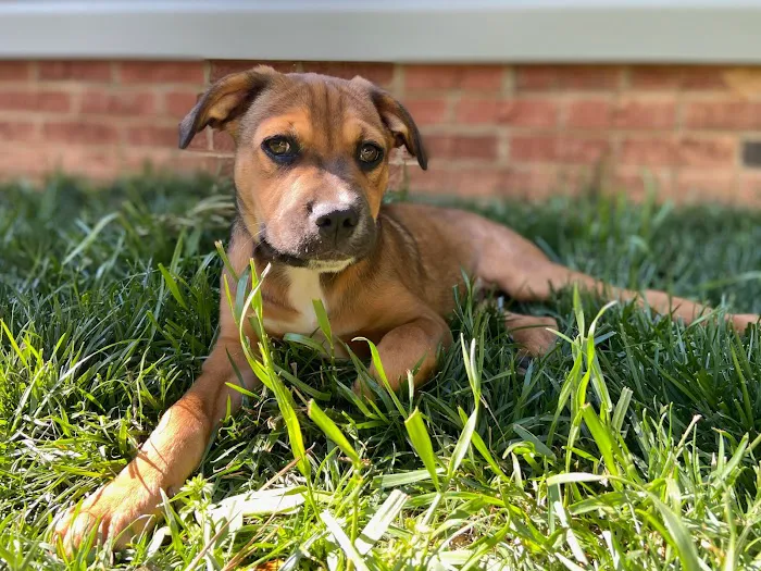 Abbott Valley Veterinary Center 3