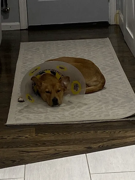 Millis Animal Hospital 5