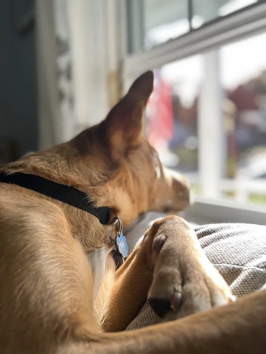 Millis Animal Hospital 3