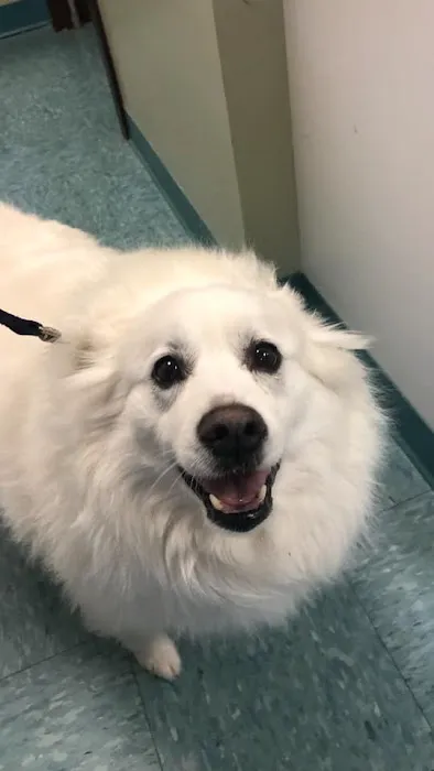 Millis Animal Hospital 4