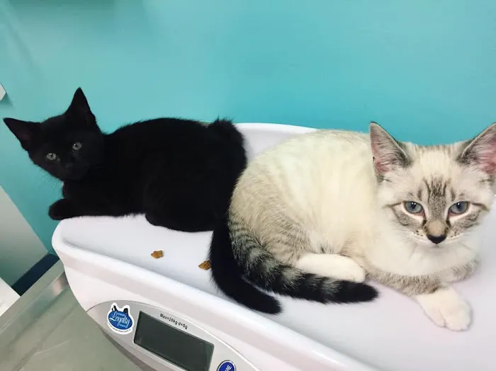 Millis Animal Hospital 7