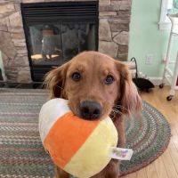 Millis Animal Hospital ico