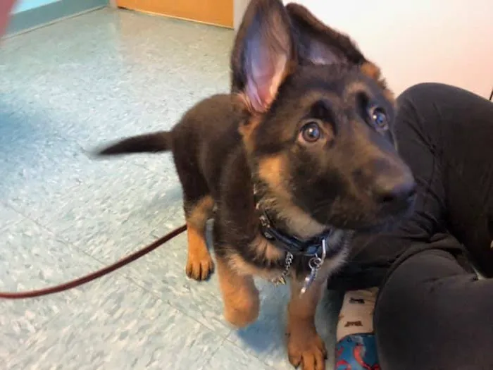Millis Animal Hospital 10