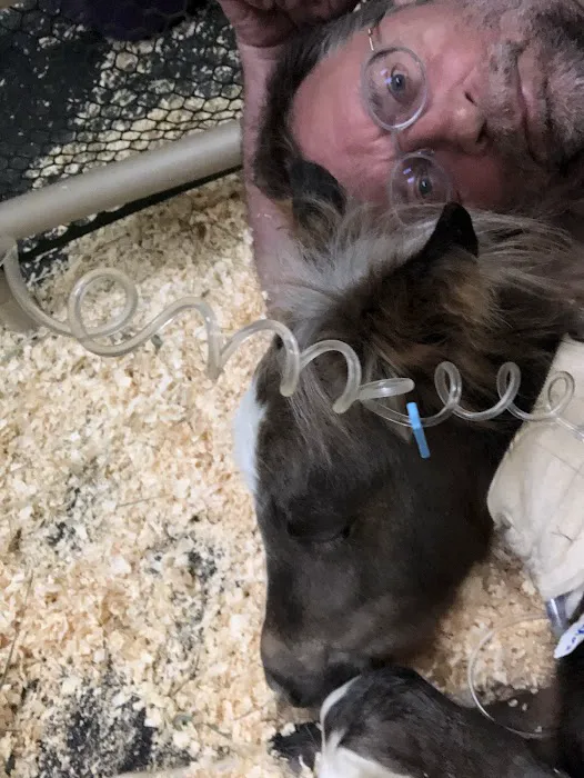 Equine Therapies 1