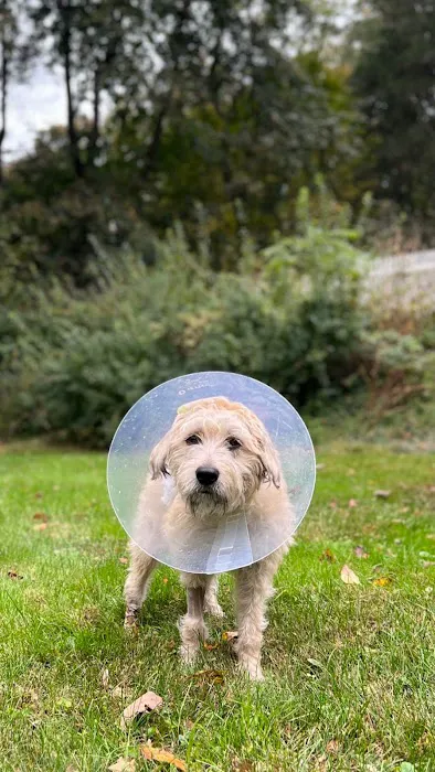 Family Pet Hospital 5