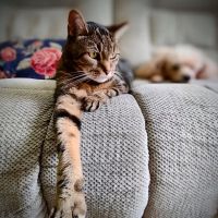 Family Pet Hospital ico