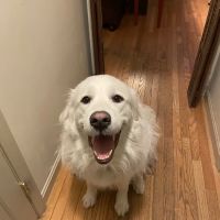 Acorn Animal Hospital ico