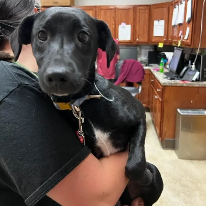 Acorn Animal Hospital 10