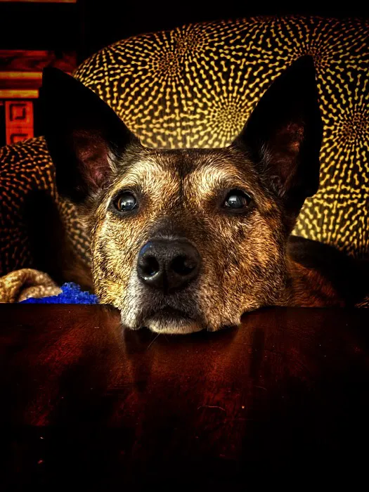 NorthPaws Veterinary Center 2