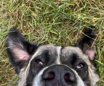 Countryside Veterinary Clinic: Olson Meredith DVM