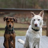 Countryside Veterinary Clinic: Dr. R.L. Massucco, Jr. ico