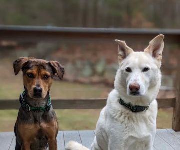 Countryside Veterinary Clinic: Dr. R.L. Massucco, Jr.