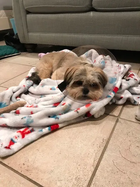Healthy Paws Veterinary Center 3