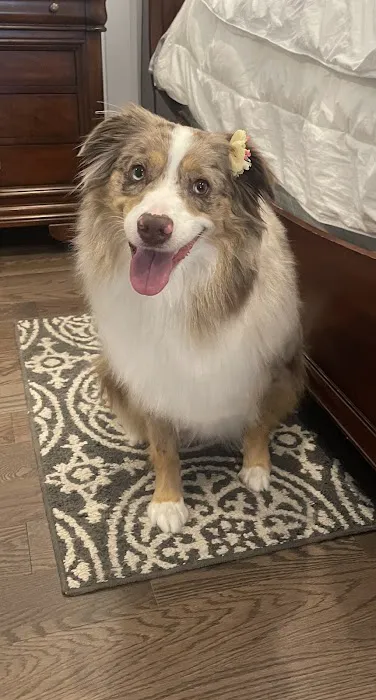 Healthy Paws Veterinary Center 4