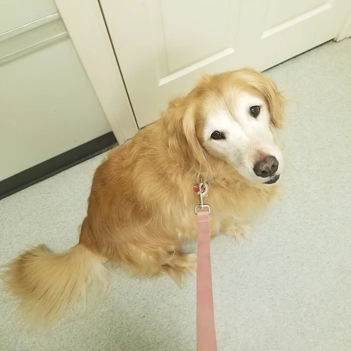Healthy Paws Veterinary Center 1