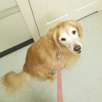 Healthy Paws Veterinary Center ico