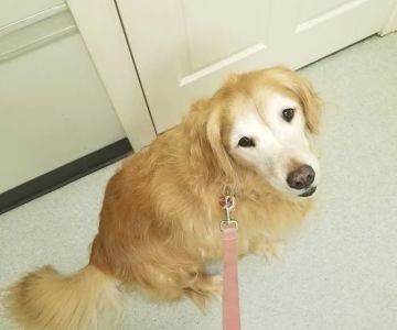 Healthy Paws Veterinary Center