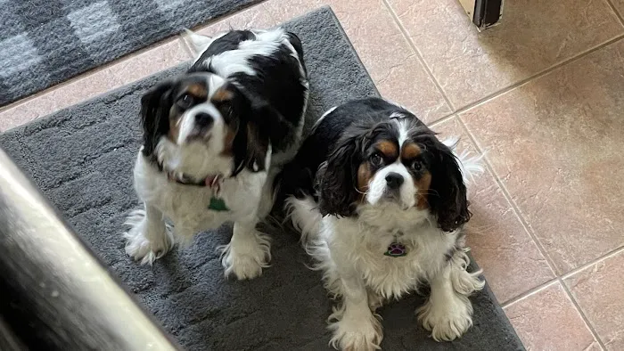 Healthy Paws Veterinary Center 7