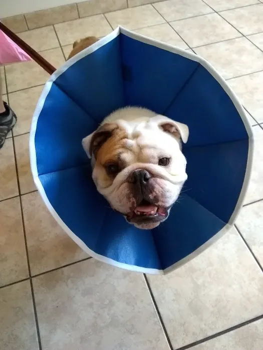 Southborough Veterinary Hospital 9