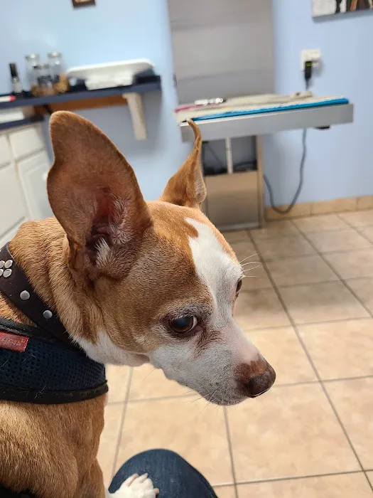 Southborough Veterinary Hospital 1