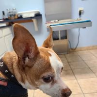 Southborough Veterinary Hospital ico
