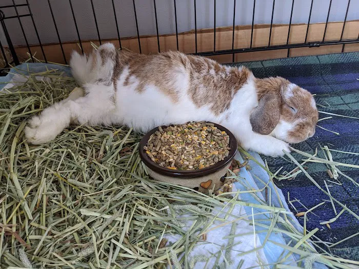 Southborough Veterinary Hospital 4